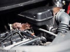 Tikus membuat premi asuransi mobil Anda lebih mahal