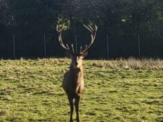Horor di taman Irlandia saat rusa ditemukan dipenggal dalam ‘pembunuhan kejam’ oleh penyusup